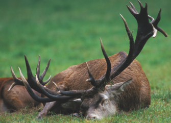 Schlafverhalten von Schalenwild – Immer wachsam?