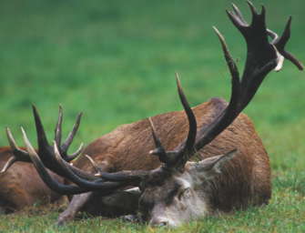 Schlafverhalten von Schalenwild – Immer wachsam?