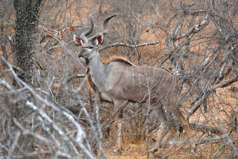 Kudu in Busch