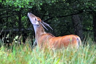 Jagd im Regenwald – das etwas andere Jagdziel