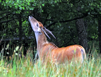 Jagd im Regenwald – das etwas andere Jagdziel