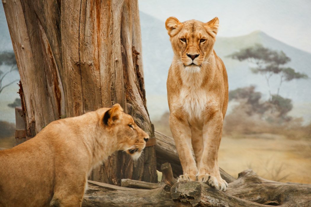lions-g3d2075193_1920
