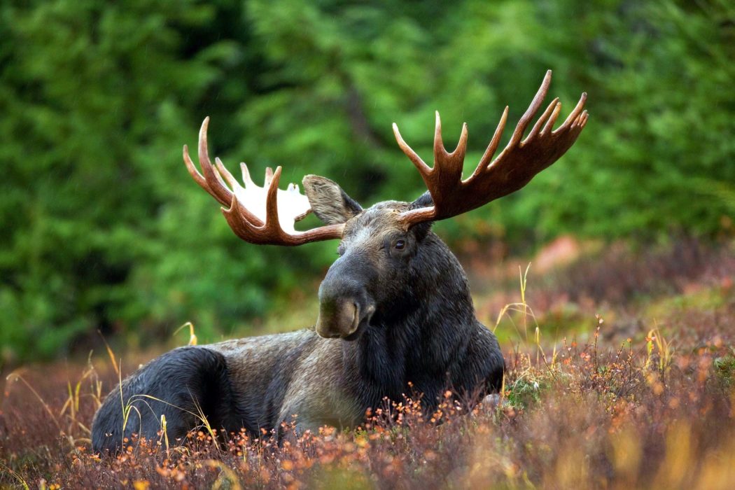 moose-g4040bfd01_1920