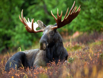 Auf Elchwild in Estland
