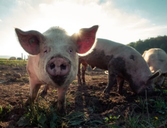 ASP-Fall Schweinepest in Baden-Württemberg