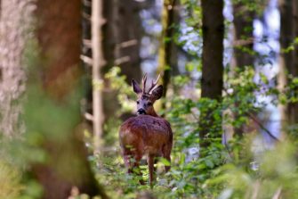 Bockjagd – Ansitz und Pirsch auf Rehwild im Mai