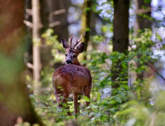 Bockjagd – Ansitz und Pirsch auf Rehwild im Mai