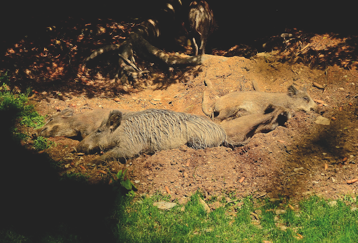 Rotte Schwarzwild schläft in Bodenkuhle.
