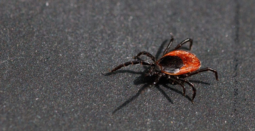 tick-gca19daf1f_1920