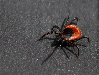 Was gegen Zecken zu tun ist