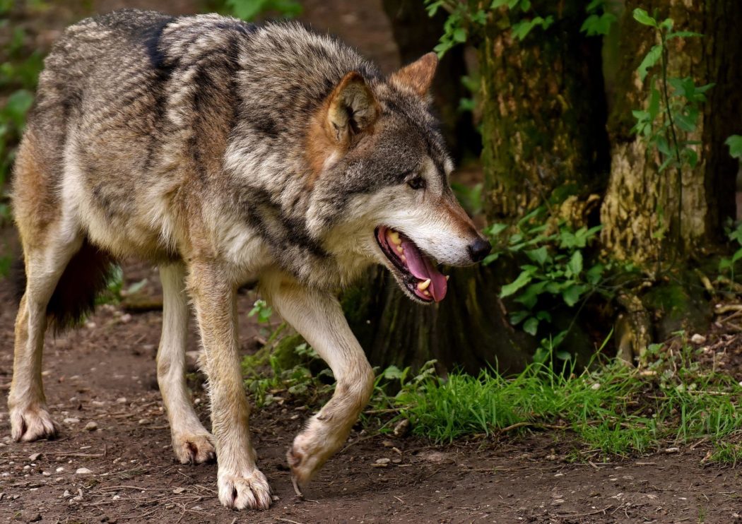 wolf-g51167fcc9_1920