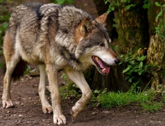 Wolfsfreunde – Jäger unter Generalverdacht
