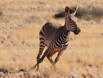 Auf Zebras in Namibia