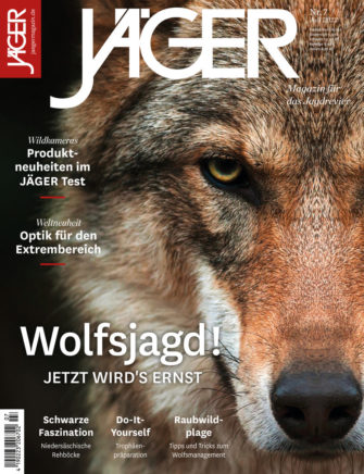 Wolfsjagd! Jetzt wird es ernst