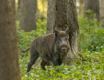 Hege – Sterben die SAUEN aus?