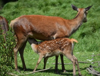 Zwischen Zoo und Inzest – der falsch verstandene Naturschutz und seine Folgen