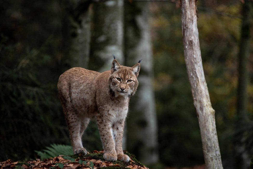 lynx-gb9b478d5a_1920