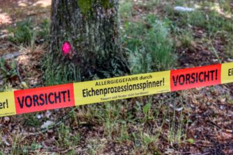 Vorsicht: Agressiver Eichenprozessionsspinner