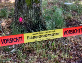 Vorsicht: Agressiver Eichenprozessionsspinner