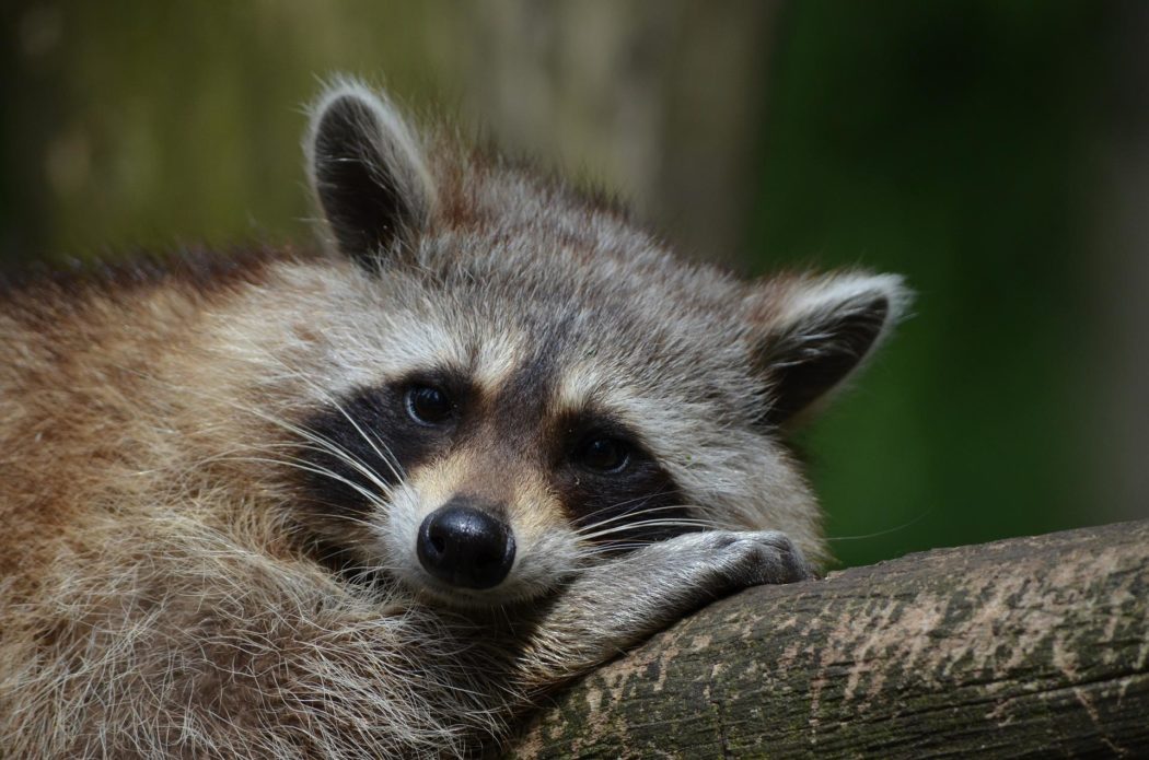 raccoon-g712674a0a_1920