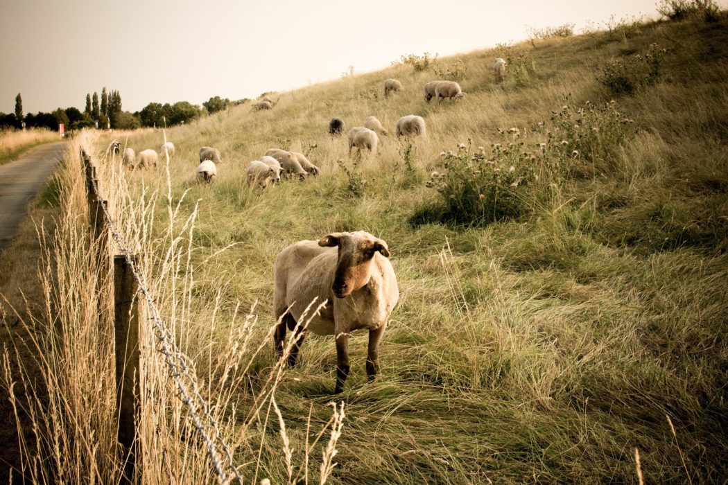sheep-g7a0e228c2_1920