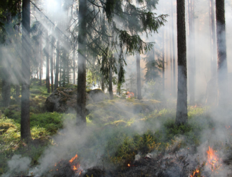 Waldbrände im Harz