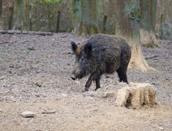 Bestes Kirrgut für Sauen