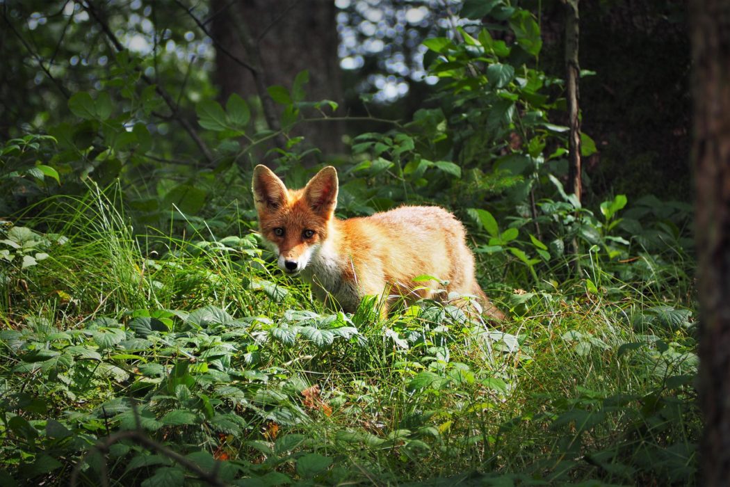 young-fox-geb8d936b4_1920