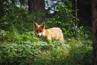 Jungfuchs im Sommer – bejagen oder beobachten?