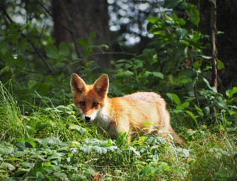 Jungfuchs im Sommer – bejagen oder beobachten?