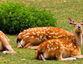 Pasteurella multocida – Bakterieller Infekt bei Damwild in Mecklenburg-Vorpommern