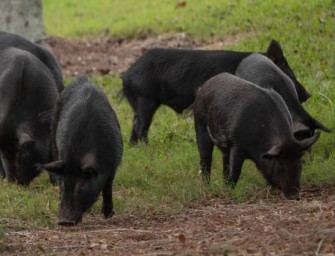 Alpenschweine – Verfahren gegen Jäger eingestellt