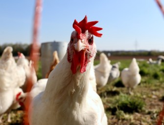 Tierrechtler – Peta darf nicht genehmigte Aufnahmen verwenden