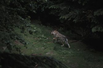 Tegernsee – in Bayern wird der Wolf zum Problem