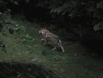 Tegernsee – in Bayern wird der Wolf zum Problem