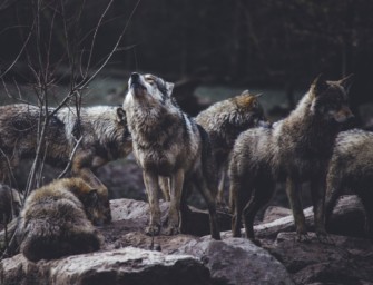 Wolfsland Niedersachsen – der Wolf soll bejagt werden!
