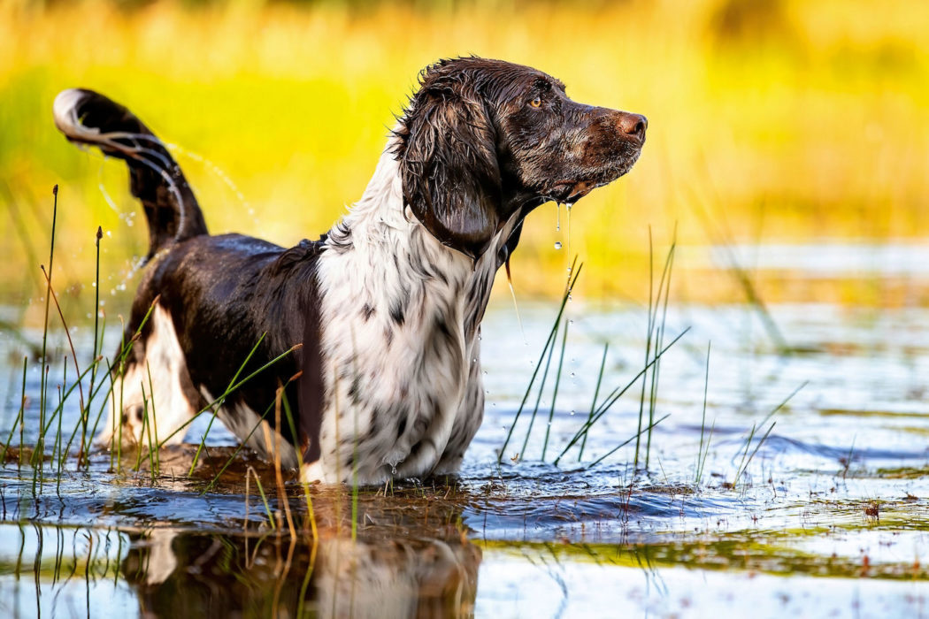 Hund bei Hitze im Wasser