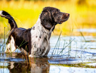 10 Tipps, die den Hund vor Hitze schützen
