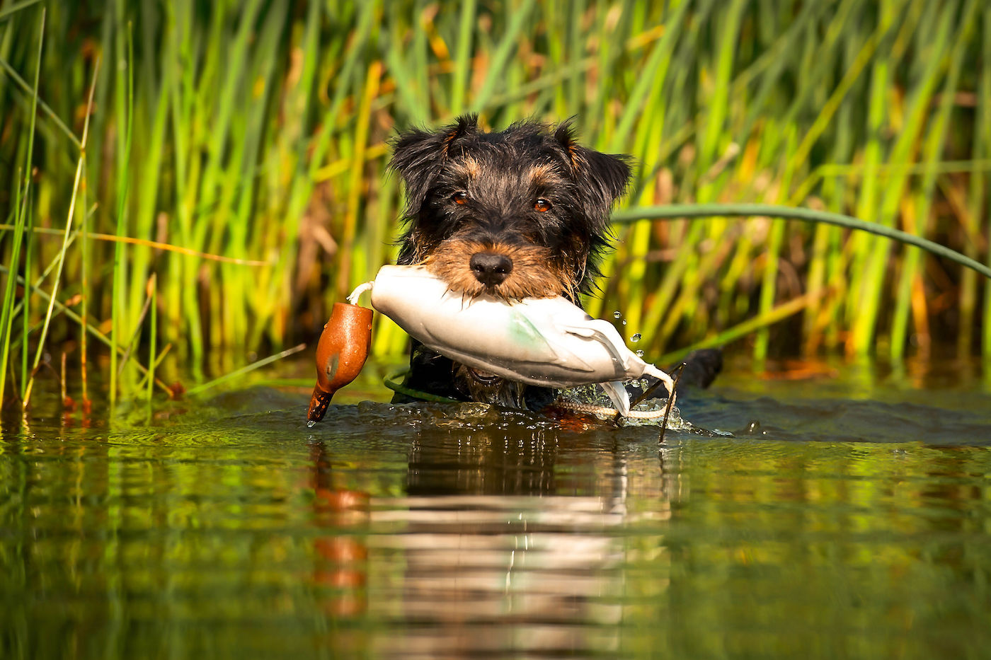 Hund bei Hitze im Wasser