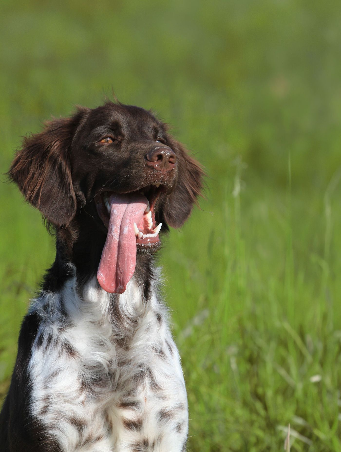 Hund hechelt