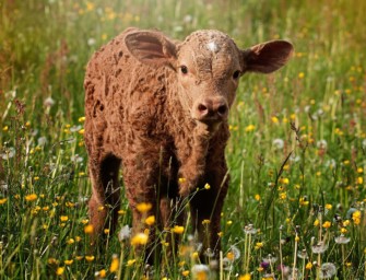 Landkreis Göppingen – erneut Kälber gerissen