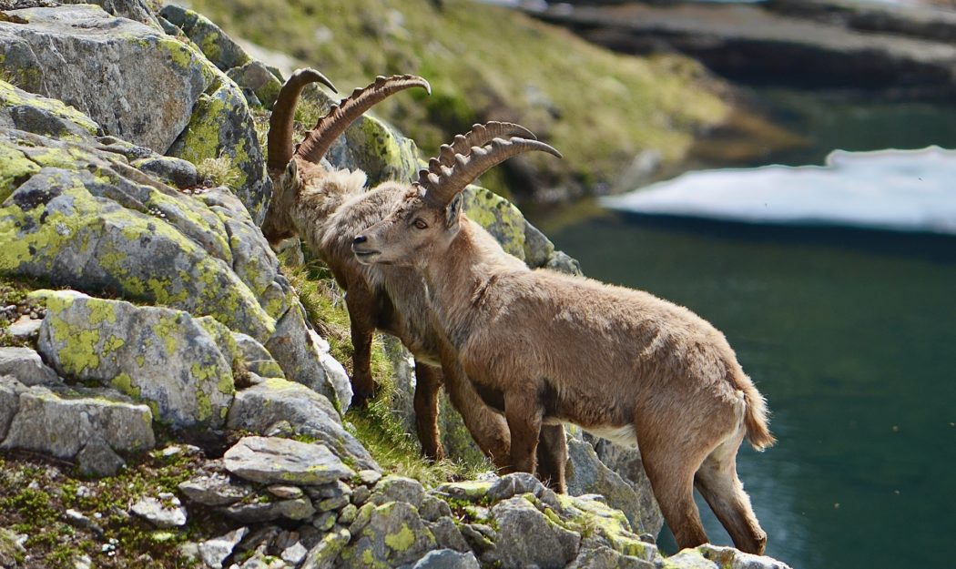 capricorn-g363583cb3_1920