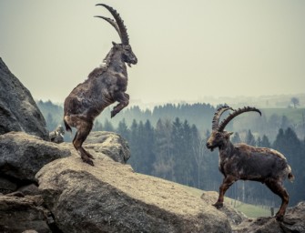Steinbock – Jagdfilmer und Jäger wegen spektakulärer Erlegung in der Kritik