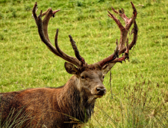 Feisthirsche – Chancen nutzen!