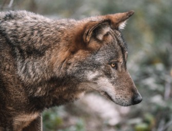 Canis Lupus – Jetzt auch Schleswig-Holstein betroffen