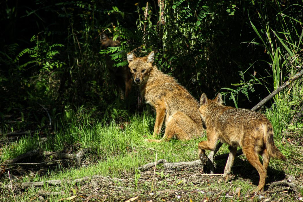 golden-jackal-gf90d05065_1920