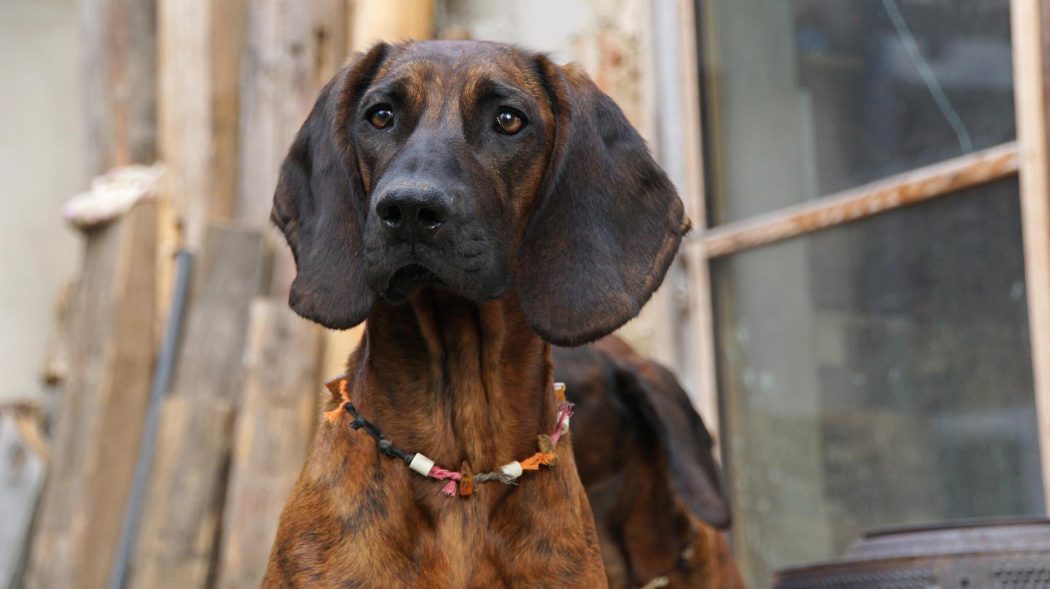 hanoverian-bloodhound-gfad1cad21_1920