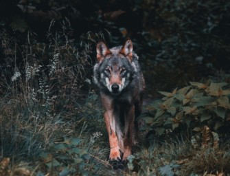 Hetzjagd auf Wolfsjäger in Tirol – Österreich