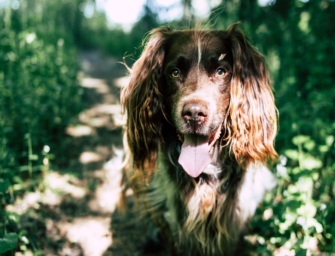 10 Tipps: Den Hund vor Hitze schützen
