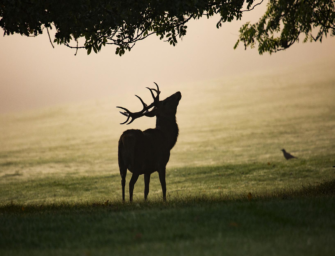 Erfolg auf einen reifen Rothirsch – Der Hege Lohn